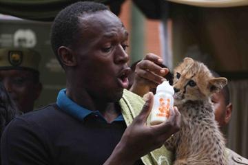 Usain Bolt feeds his newly adopted cheetah (Elias Makori)
